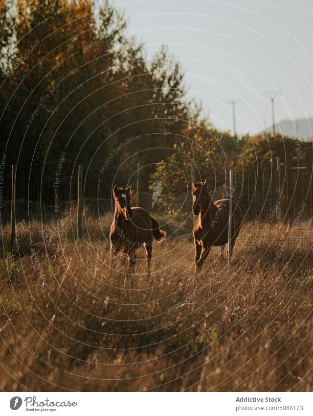 Horse couple trotting in the field horse animal nature farm motion equestrian equine mammal meadow run active gallop outside brown free freedom running two wild