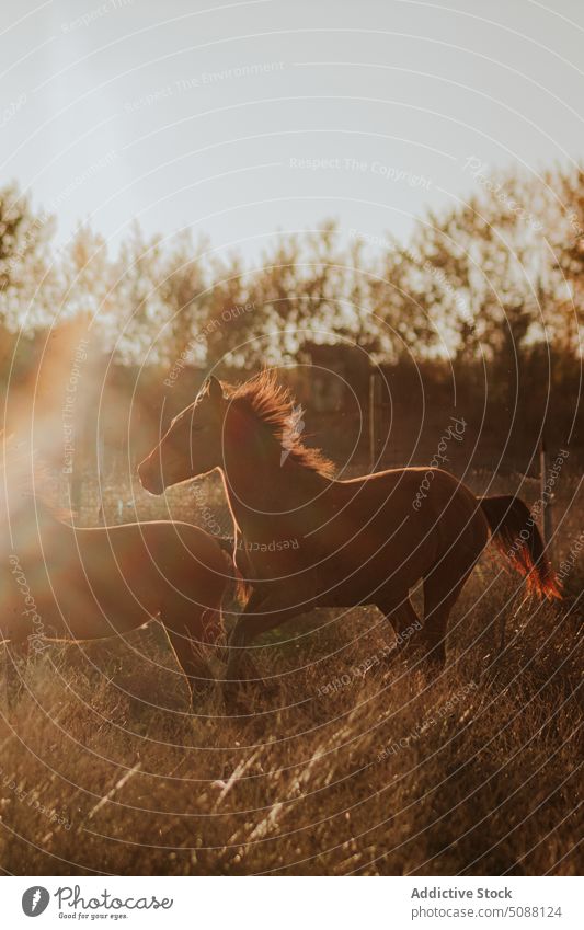 Horses trotting in the field horse animal nature farm motion foal equestrian equine mammal meadow run active gallop outside brown free freedom running two wild