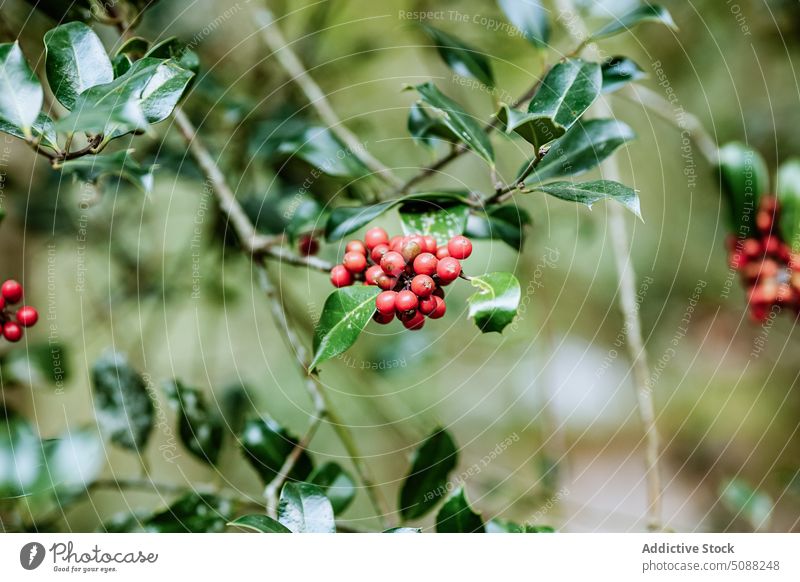 Tree branch with red berries berry leaf tree nature hang foliage thin countryside organic season flora botany ripe twig plant growth fresh green fragile daytime