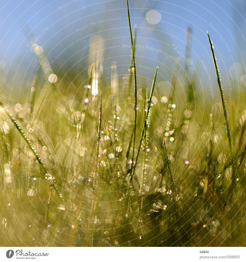 The first thing in the morning. . . Environment Nature Landscape Plant Water Drops of water Sky Cloudless sky Spring Summer Autumn Beautiful weather Grass