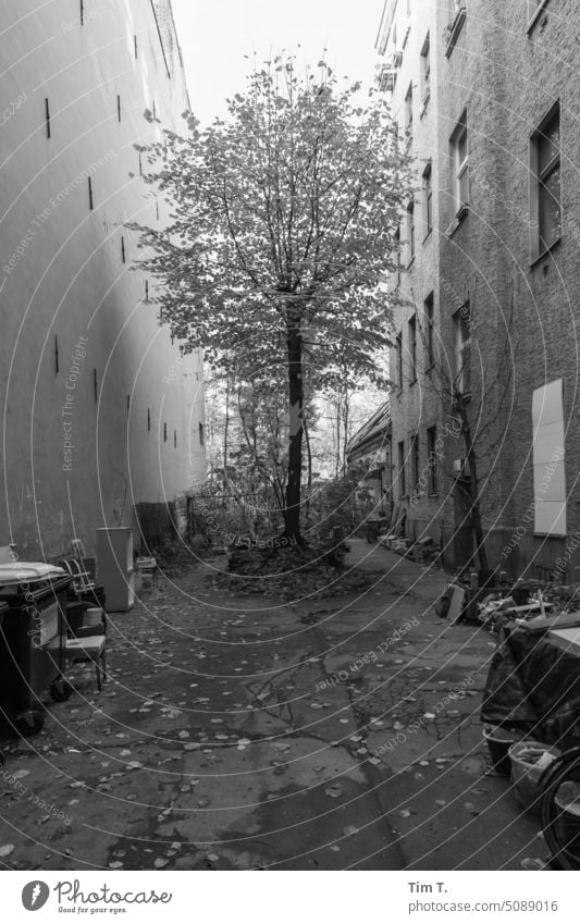 a tree trapped in the backyard Backyard Berlin b/w Old building Tree Town Capital city Day Downtown Black & white photo Deserted Exterior shot Old town