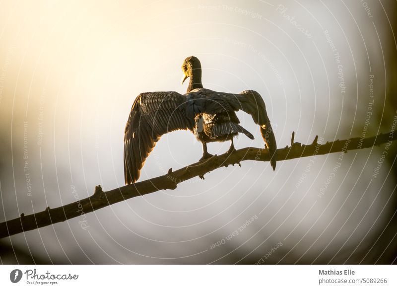 Cormorant sitting on a branch drying his feathers in the warm sunlight Branch Tree Grand piano Autumn Sky Season Nature Nature reserve Ornithology plants