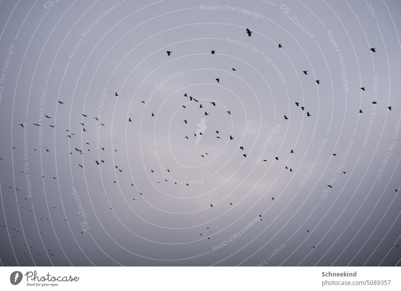 Flock of birds in dark sky group Pack Team Flying Animal Nature Sky Clouds obsessed somber Group photo animal kingdom Freedom in the sky Grand piano flapping