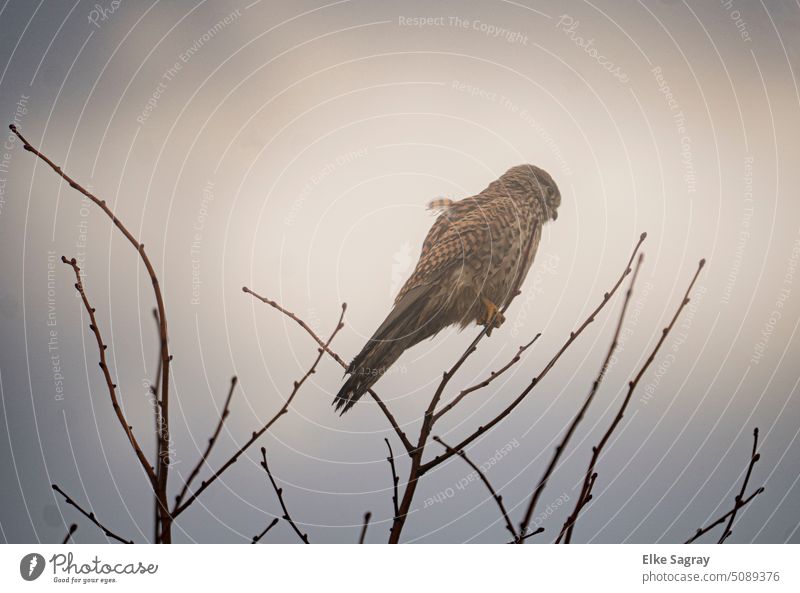 Kestrel in fog high up in tree Bird Bird of prey Nature Exterior shot Deserted naturally Colour photo Falcon Wild animal Environment Hunting Grand piano
