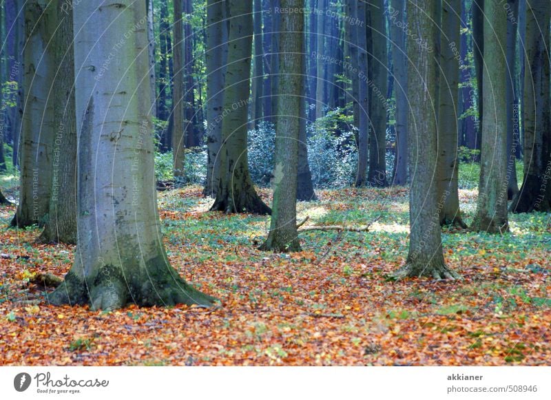 Ghost Forest I Environment Nature Landscape Plant Autumn Tree Natural Beech wood Beech leaf Beech tree Leaf Deciduous tree Deciduous forest Colour photo