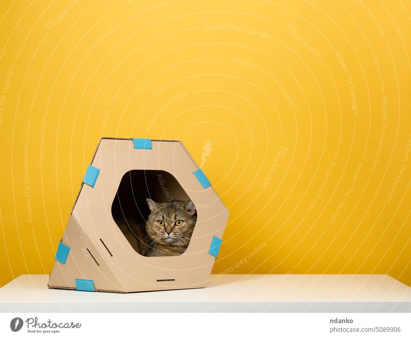 An adult straight-eared Scottish cat sits in a brown cardboard house for games and recreation on a yellow background feline paper animal pet playful cute