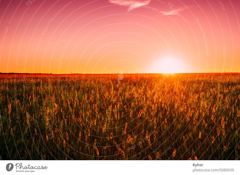 Meadow Grass In Yellow Sunlight At Later Summer Or Early Autumn Season On Bright Sun At Horizon On Background. Sunset Sunrise Sky Over Field Meadow Grass. Warm Colors
