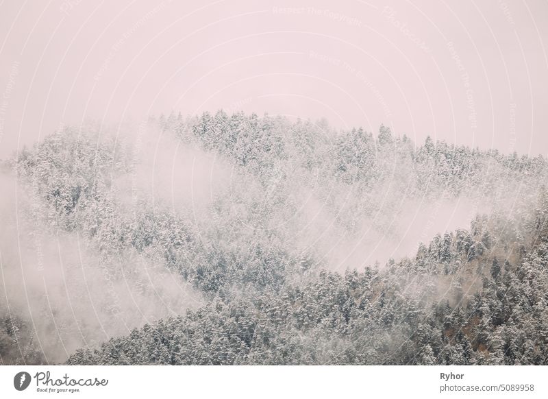 Pines And Spruce, Fir-trees Covered First Snow In Greenwood Forest. Forest Growing On Rocky Slope Of Mountains. Winter Nature Landscape. Nature Reserve spruce