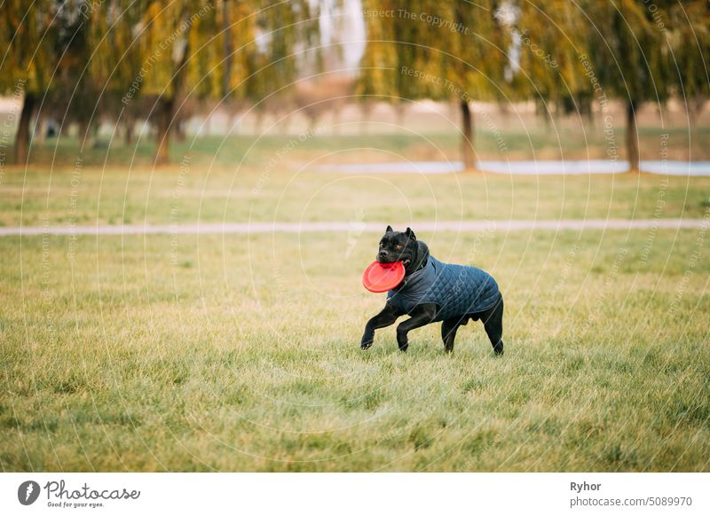 Active Black Cane Corso Dog Play Running With Plate Toy Outdoor In Park. Dog Wears In Warm Clothes. Big Dog Breeds Cane Corso Italiano Italian Corso