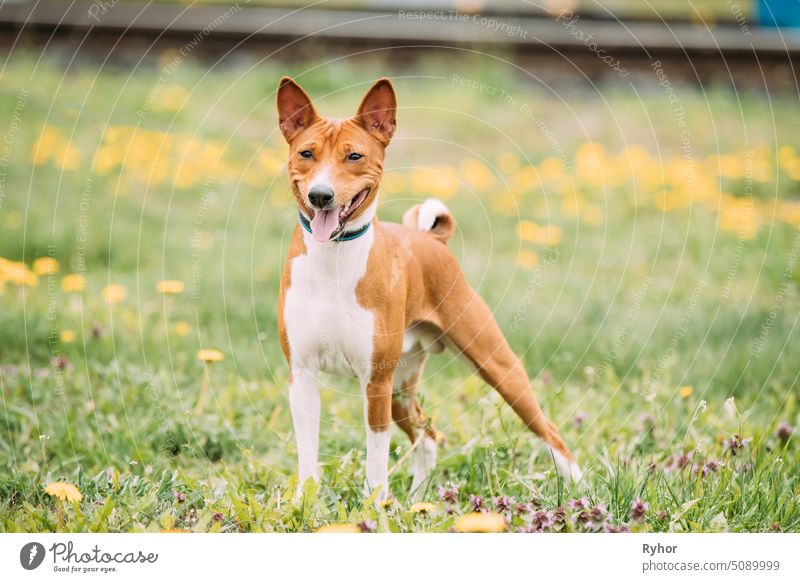 Basenji Kongo Terrier Dog. The Basenji Is A Breed Of Hunting Dog. It Was Bred From Stock That Originated In Central Africa. Smiling Dog body adorable smile