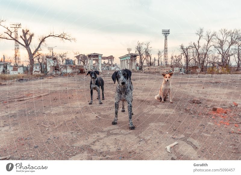 three stray mongrel dogs on the destroyed street of Mariupol Kherson Kyiv Lugansk Russia Ukraine Zaporozhye Abandon forsake sb./sth. Animal Animals at war