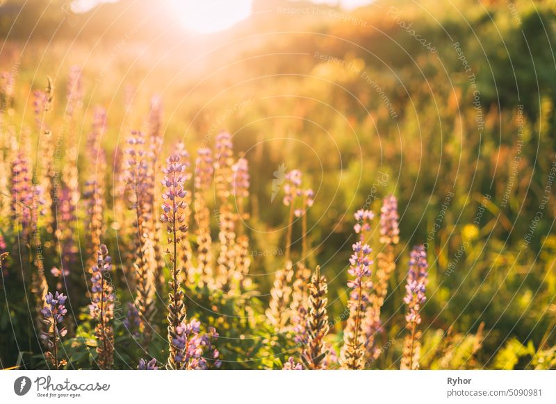 Wild Bloomy Flowers Lupine, Lupinus, Lupin In Sunset Sunrise Sunlight At Summer Spring Field Meadow mauve outdoor yellow beautiful spring green-fodder meadow