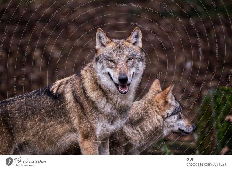 Aufmerksamer und friedlicher Wolf mit Gefährtin  ... Teil des Rudels Europäischer Wolf Wölfin Portrait Fasanerie Schutz Tierschutz Artenschutz wilde Tiere