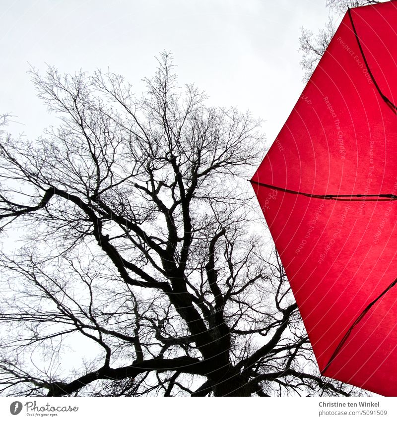 A bare oak tree and a bright red umbrella and above it the gray November sky November mood spot of colour Tree Autumn Bleak bare tree branches ramifications