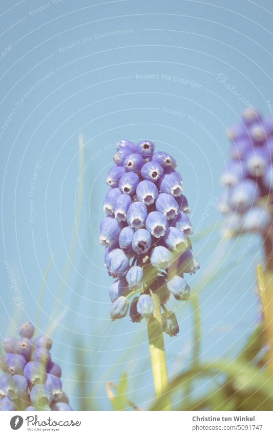 Grape hyacinths in sunlight against blue sky Muscari Pearl Hyacinth country lad miner light blue Blue spring awakening Blue background Plant Spring Blossoming