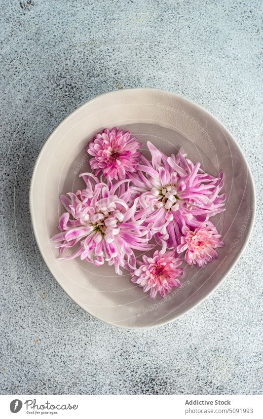 Interior decoration with ceramic bowl full of flower heads Chrysanthemum asteraceae autumn autumnal background chrysanths concrete fall flora floral interior