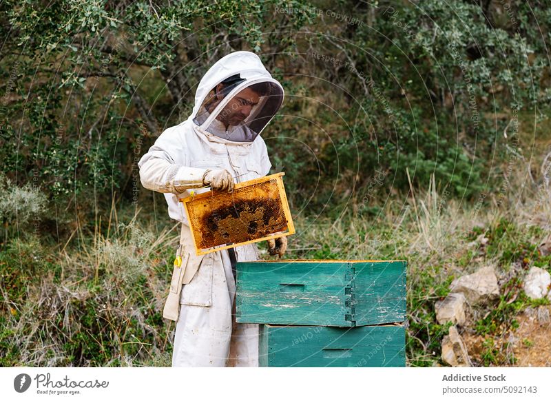 Male beekeeper with beehive in apiary man harvest honey work costume protect honeycomb summer professional countryside job farm agriculture equipment safety