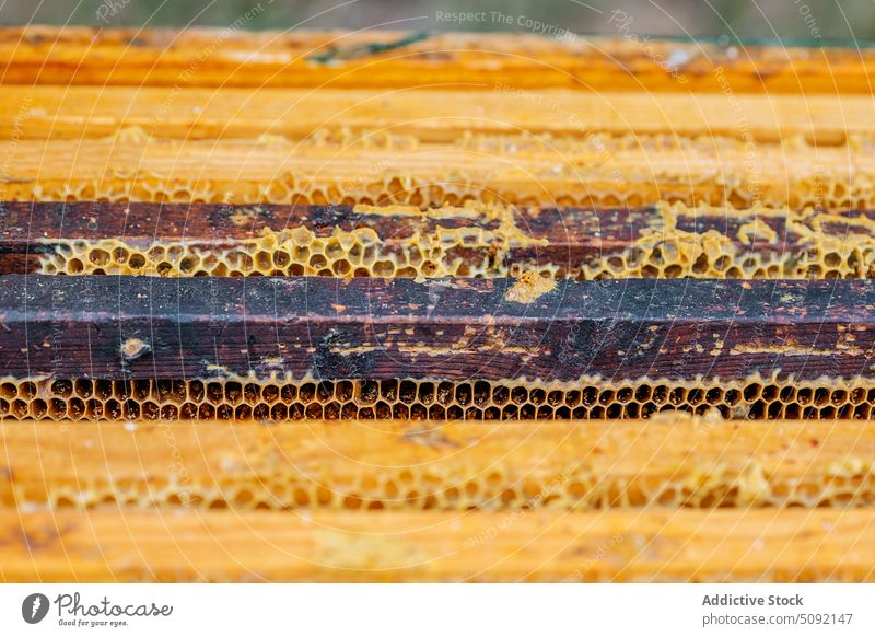 Honeycomb with bees in apiary honeycomb insect beehive rural apiculture wild nature countryside work industry hobby farm yellow sweet produce job harvest