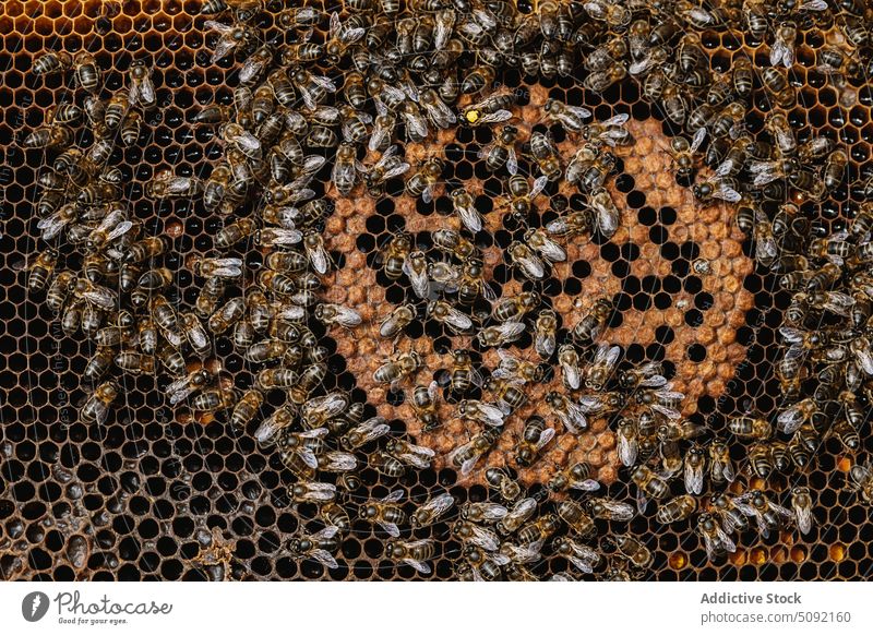 Bees on honeycomb in beehive many insect crawl process apiary apiculture produce small pattern wildlife nature work farm sweet rural job production natural