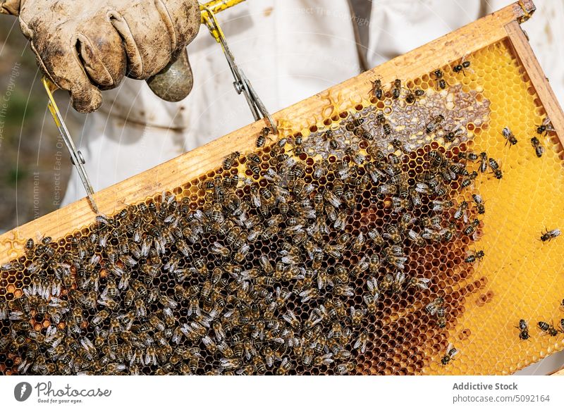 Crop beekeeper pulling out hive person honeycomb beehive apiary apiculture scraper collect work countryside shovel trowel insect tool hobby harvest busy