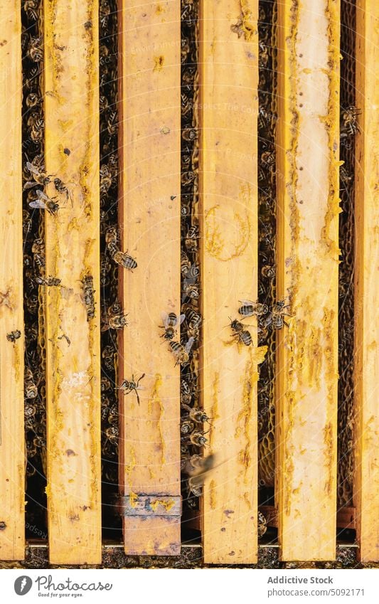 Bees on honeycomb in beehive many insect crawl process apiary apiculture produce small pattern wildlife nature work farm sweet rural job production natural wax