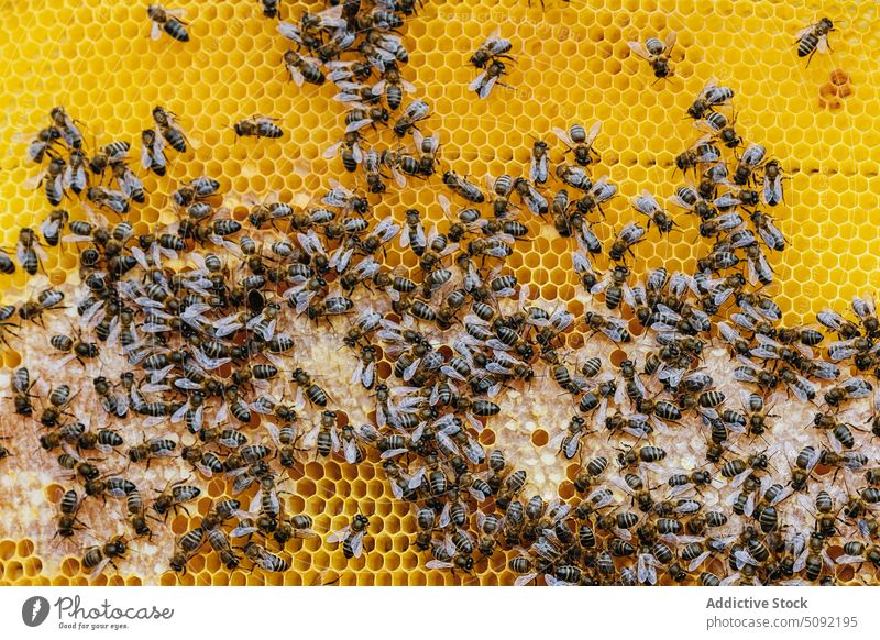 Bees on honeycomb in beehive many insect crawl process apiary apiculture produce small pattern wildlife nature work farm sweet rural job production natural wax