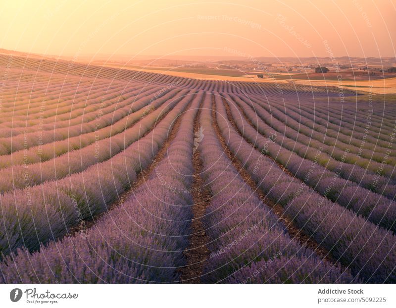 Endless blooming lavender fields in sunshine sunset endless row meadow blossom sunlight valley spain nature flora environment guadalajara sundown dusk growth
