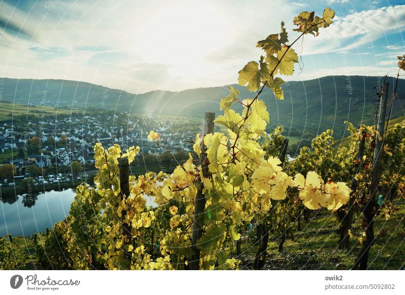 merry on wine Mosel (wine-growing area) vineyards Moselle valley Wine growing Idyll Landscape Rhineland-Palatinate Nature River bank trees Peaceful tranquillity