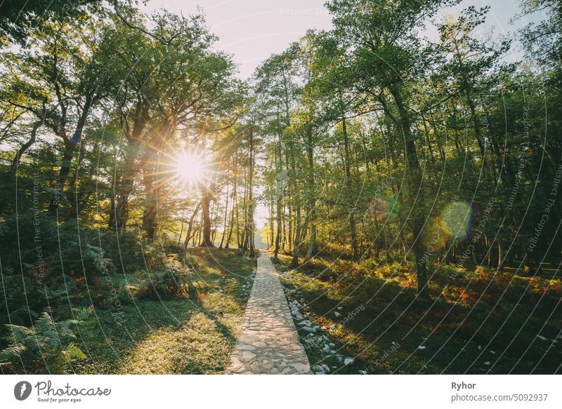 Zeda-gordi, Georgia. View Of Paved Forest Path Leading To Canyon Okatse In Sunset Or Sunrise Time. Sun Sunshine With Natural Sunlight And Sun Rays Through Woods Trees. Beautiful Scenic View