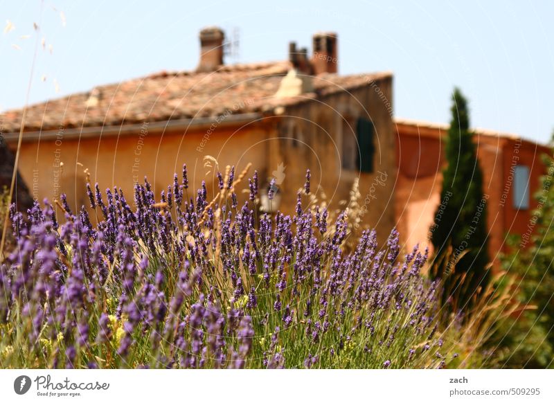 Provence provincial Cloudless sky Summer Plant Tree Flower Cypress Lavender Garden Park Village Small Town House (Residential Structure) Facade Window Concrete