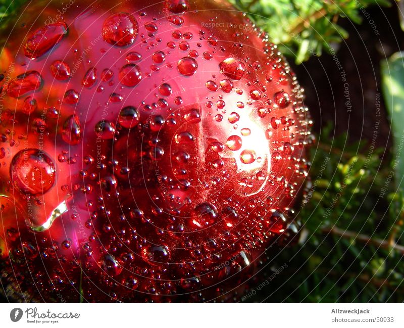 Christmas morning dew Red Christmas decoration Decoration Moistened Round Drops of water Wet Damp Fresh Anticipation Christmas & Advent Sphere Dew Rope