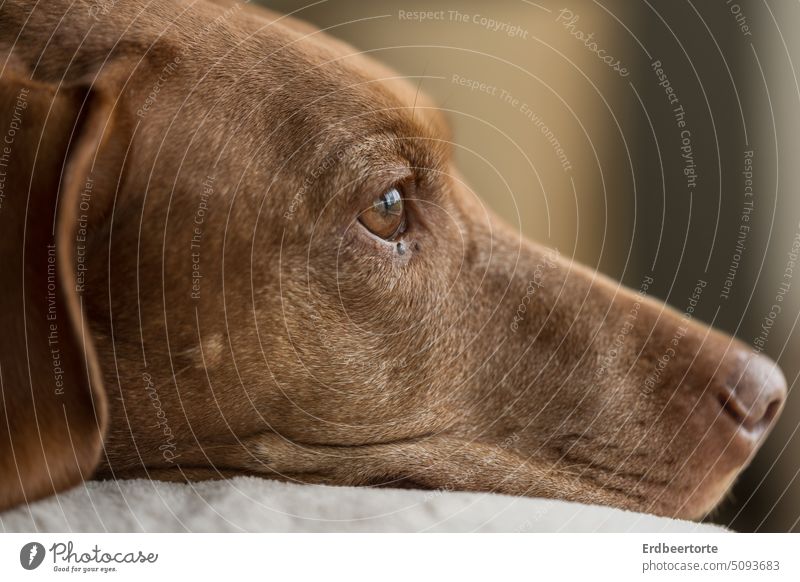 daydreamers Daydreamer Dream lost in thought portrait Dog Magyar Vizsla Close-up shallow depth of field Head side view Profile Interior shot Dreamily Pet