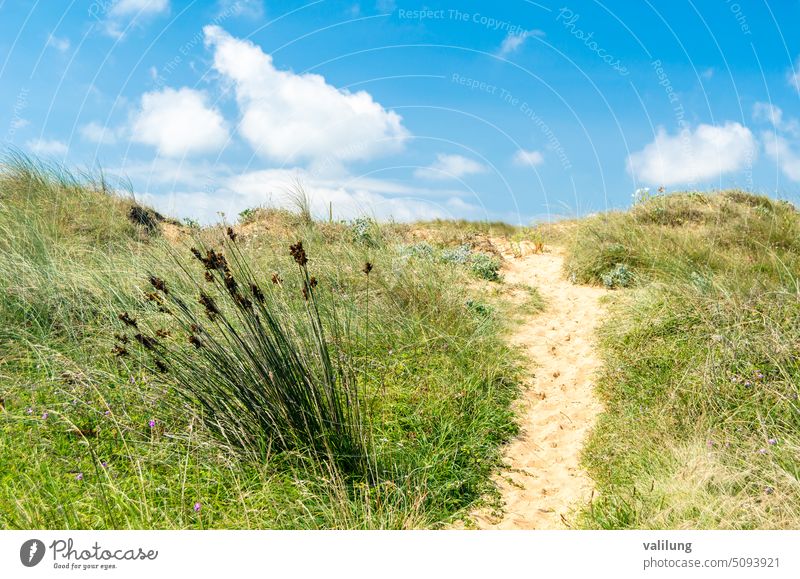 Typical dune vegetation in Cantabria, northern Spain Europe Liencres Liencres Dunes Natural Park background beach coast coastal coastline colorful destination