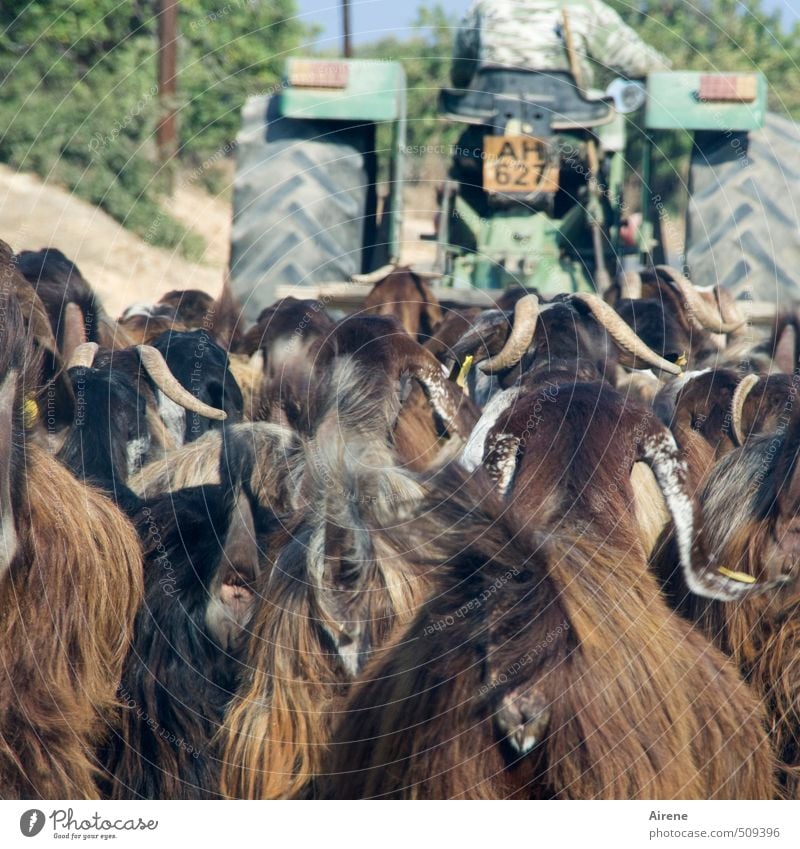 from the goat's perspective Agriculture Forestry Human being Masculine Man Adults 1 Means of transport Vehicle Tractor Animal Pet Farm animal Group of animals