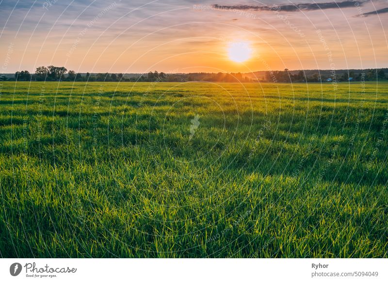 Spring Sun Shining Over Agricultural Landscape Of Green Wheat Field. Scenic Summer Colorful Dramatic Sky In Sunset Dawn Sunrise white beautiful sunlight scenery