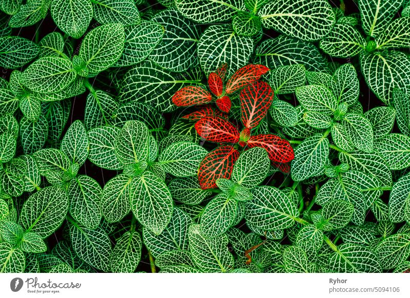 Leaves Of Fittonia Vershaffeliti In Botanical Garden Acanthaceae Peru another beautiful botanic botanical botany close color colour detail different evergreen