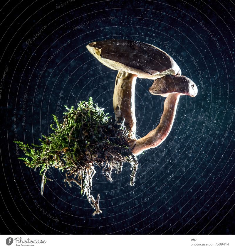 completely detached Environment Nature Plant Moss Root Blue Brown Green Healthy Eating Mushroom Mushroom cap boletus Cep Hover Dust 2 Abstract Colour photo