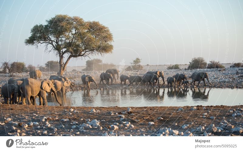 Beautiful namibian landscape. Group of elephants in a a waterhole. africa african animal animals beautiful beauty big big five brown bush cute dry ear ears