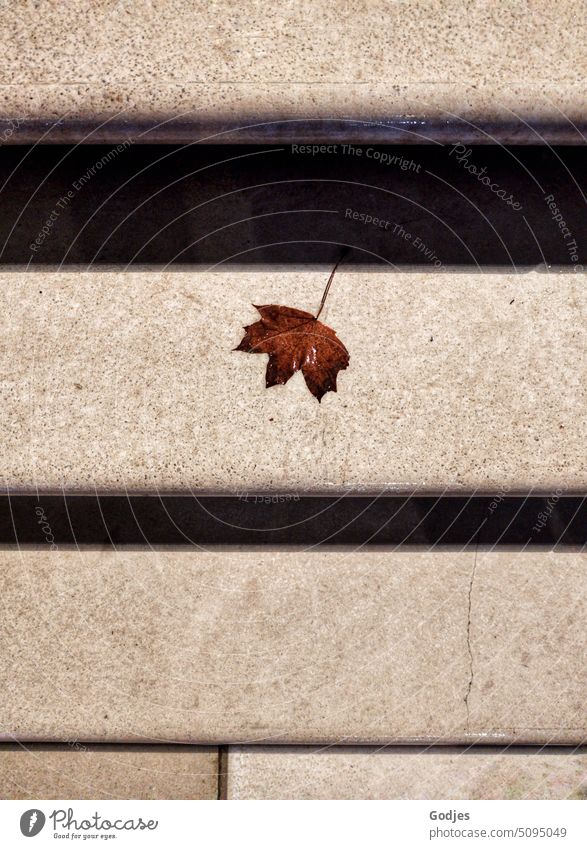 Autumn maple leaf on a stair step Leaflet Maple leaf stair treads evening light Shadow Autumnal Exterior shot Nature Autumnal colours Deserted Maple tree