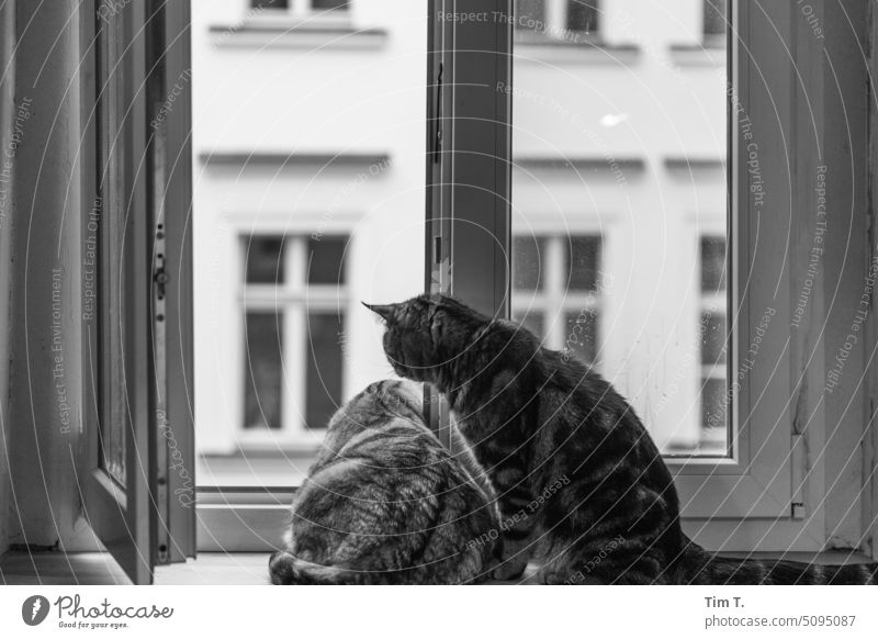 Two cats at the window to the yard Cat hangover Window bnw Berlin Prenzlauer Berg b/w Black & white photo Downtown Animal two Town Day Deserted Period apartment