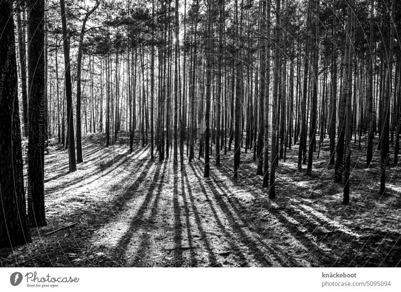 in the wood Forest trees Shadow Landscape Winter Black & white photo Environment Light Calm Nature Monoculture Keferwald Contrast