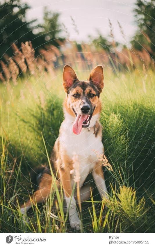 Close Up Portrait Of Funny Mixed Breed Dog Playing In Green Grass white park canine tongue outdoor breed domestic summer red animal look young cute nature play