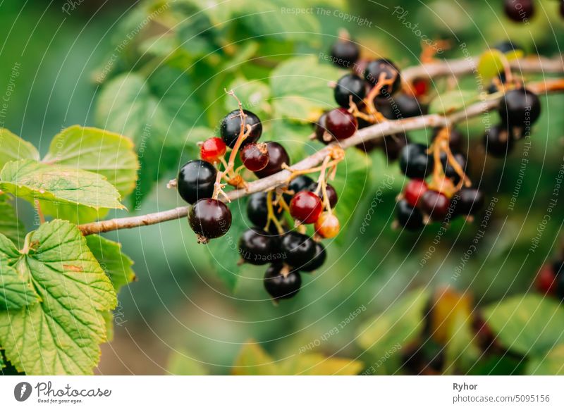 Black Currant Branch. Growing Organic Berries Closeup in sun rays harvest nature vegetarian bunch plant food ripe blackberry nutrition sweet green farming
