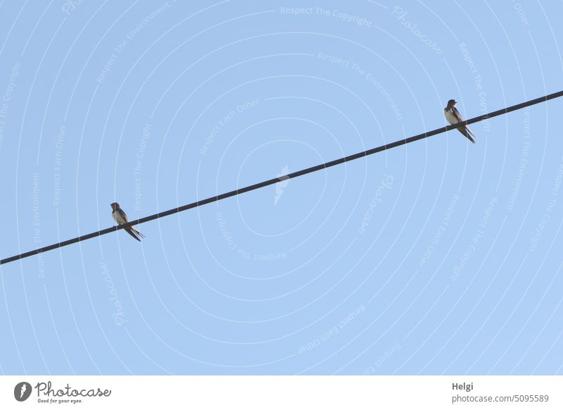 Distance - two swallows sitting on power line with distance in front of blue sky Bird power cable Sky gap Animal Sit Migratory bird Freedom look away Blue Gray