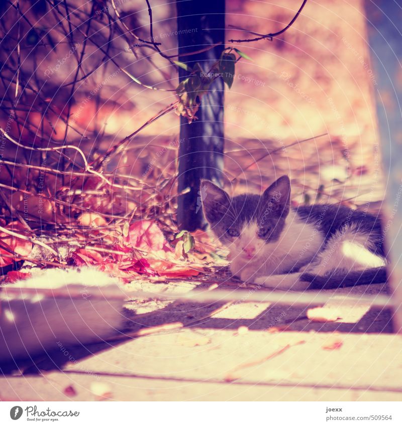 TAKE ME WITH YOU. Animal Cat 1 Baby animal Warmth Patient Calm Hope Idyll Colour photo Subdued colour Multicoloured Exterior shot Deserted Light Shadow Contrast