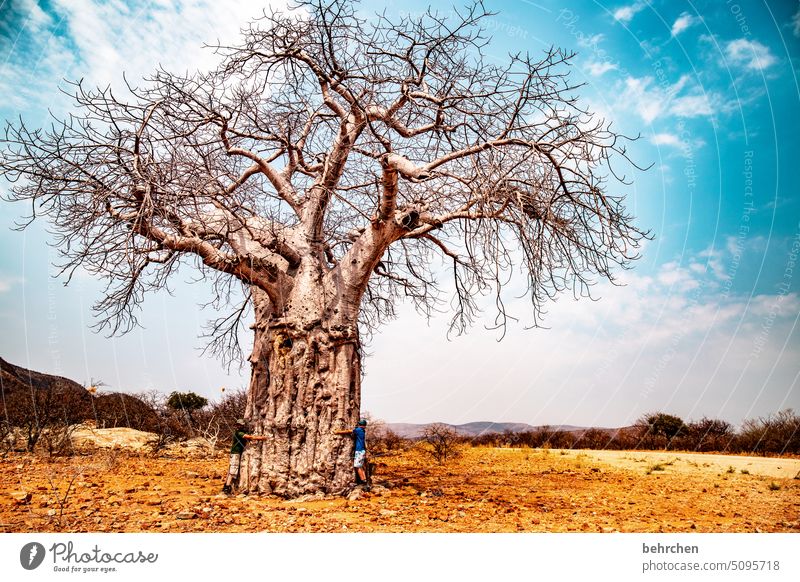 gem Twigs and branches Tree trunk Exterior shot epupafalls Baobab tree Climate change Drought aridity Dry Far-off places Africa Colour photo Namibia Wanderlust