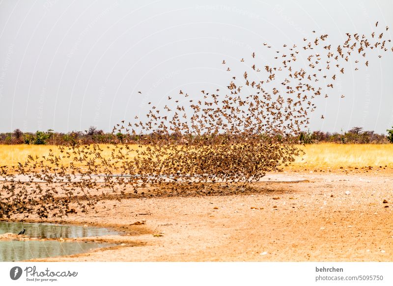 swarms etosha national park Etosha Etosha pan Flock of birds Fantastic Exceptional Free Wild Wilderness Animal Waterhole Safari Namibia Africa Sand wide