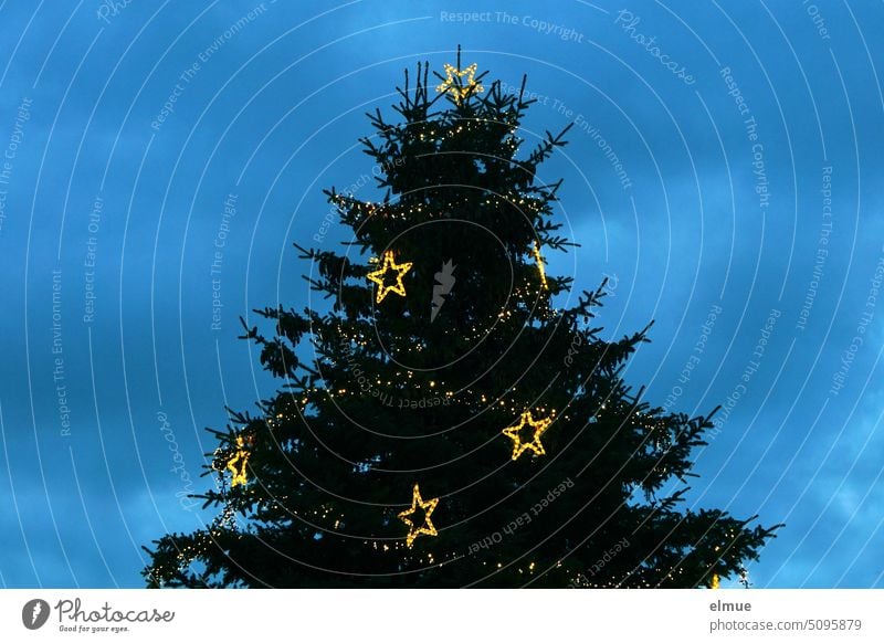 big shining poinsettias and a string of lights on a Christmas tree at dusk / pre-Christmas season / Advent Christmas star Stars Fairy lights Spruce Illuminate