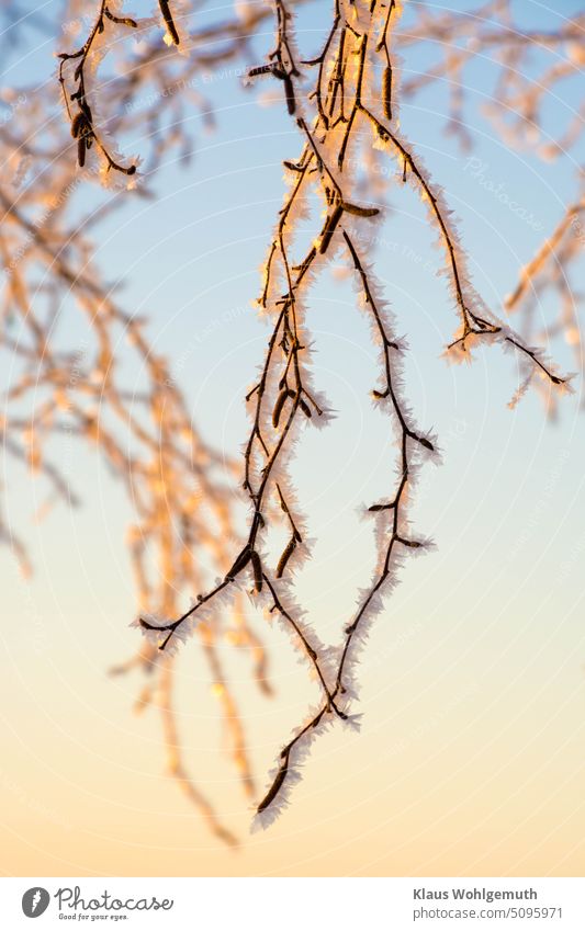 Hoarfrost turns even bare branches into an eye-catcher. The cold winter sun covers the little treasures with yellowish light hoar frost chill Mature