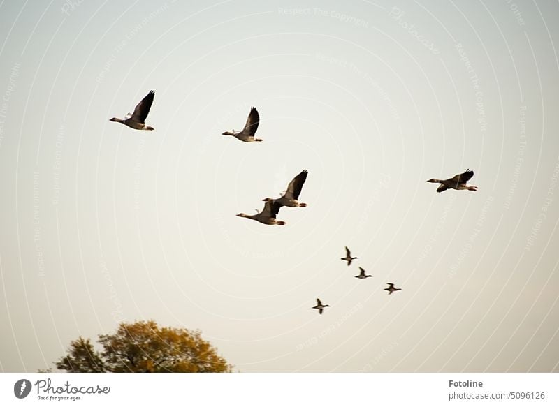 A flock of wild geese flies around startled in the area. An eagle had frightened them. Goose Bird Animal Exterior shot Colour photo Day Wild animal Wild goose
